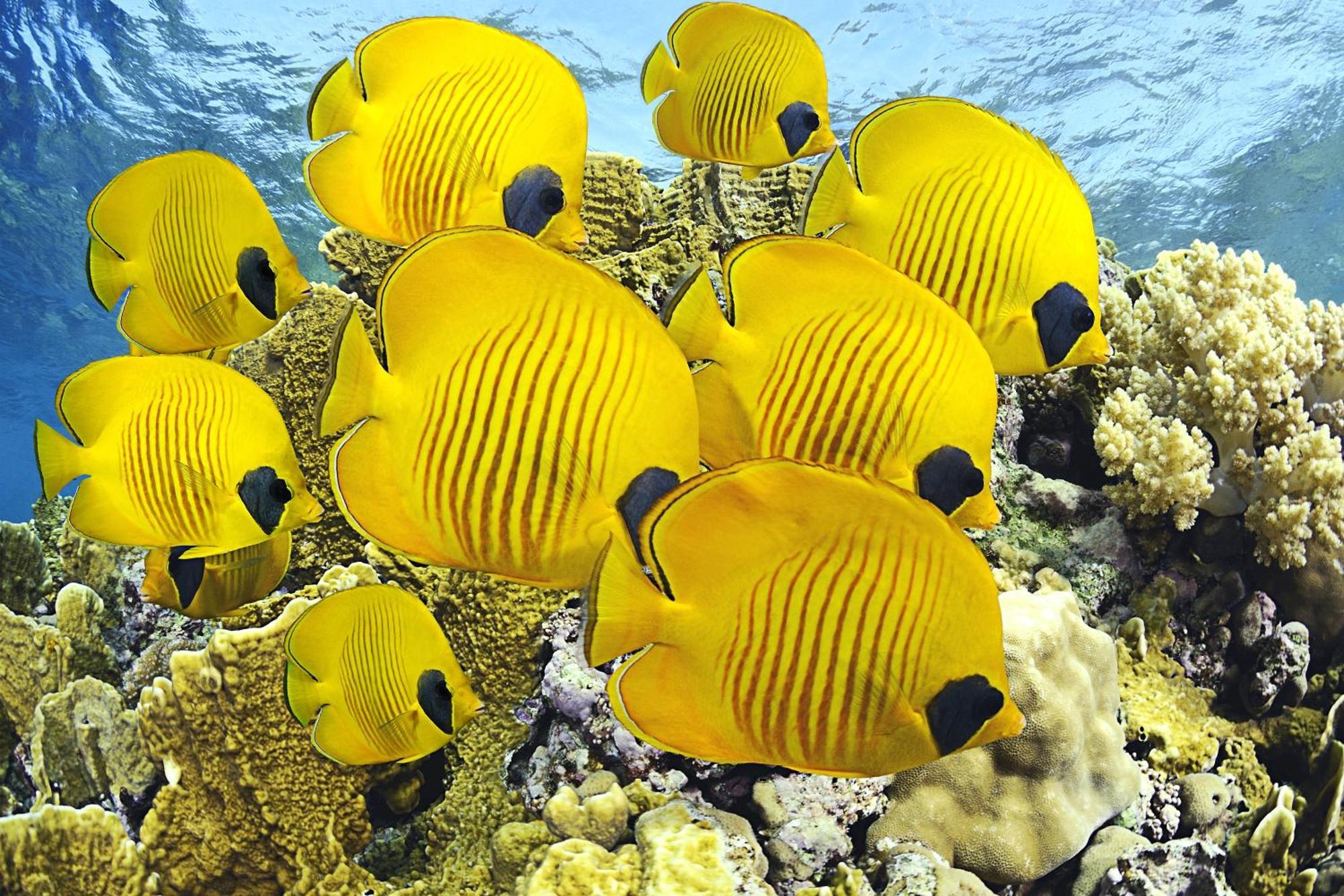 Roxon Red Sea Eilat - Adults Only Hotel Bagian luar foto